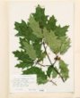 Quercus shumardii Buckl