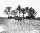 Oráč na poli se zapřaženým dobytčetem, v pouadí oáza s palmami a studnou
