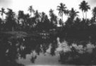 Jezero s palmami