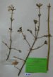Lonicera standishii Jacq. f. lancifolia Rehd.