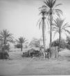 Několik beduinských stanů pod palmami, v pozadí studna