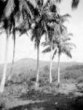 Palmové plantáže