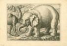 Slon a velbloud