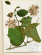 Passiflora quadrangularis L