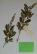 Clethra alnifolia L.