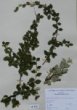 Cotoneaster dielsiana Pritz