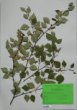 Betula pubescens Ehrh. ssp. Carpatica (Kit. ex Willd.) Asch.