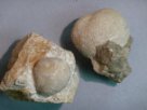 Porifera - fosílie živočišné houby