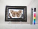 Malovaná miniatura motýlů, malba na porcelán, v rámečku