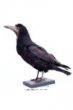 Havran polní - Corvus corax