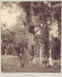 Chlebovník (Artocarpus incisa)
