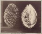 Plod durianu (Durio zibethinus)