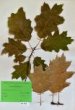 Quercus borealis Michx.