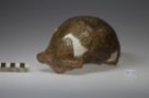 Homo erectus, Sinantropus XII