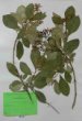 Fuchsia paniculata Lindl.