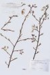 Prunus pendula Maxim. Syn: P. subhirtella var. pendula (Maxim.) Tanaka