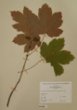 Acer pseudoplatanus L. Purpureus