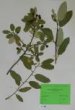 Rhamnus californica Eschsch. var. tomentella C.B.Wolf