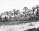 Pole a palmy v oáze