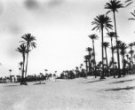 Palmy na okraji pouště