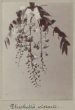 Květ wistárie čínské (Wisteria sinensis)