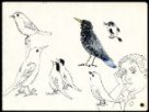 Studie ptáků