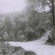 Lesní cesta Račím údolím (černobílý skleněný stereodiapozitiv)