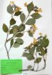 Hydrangea arborescens L.