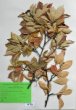 Photinia villosa (Thunb.)DC