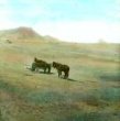 Vrázův povoz s koňmi při odpočinku v arizonské poušti