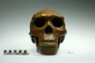Homo erectus ngandongensis