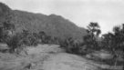 Cesta k vesnici lemovaná sisálovými keři a palmami