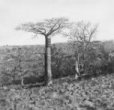 Vegetace na náhorní plošině (baobab)
