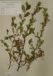 Cerasus fruticosa Pall