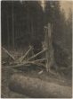 Bleskem zasažený strom v revíru Železná (černobílá fotografie)