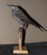 Nucifraga caryocatactes macrorhynchos C.L. Brehm, 1823 - ořešník kropenatý sibiřský, třída Aves - ptáci,  řád Passeriformes - pěvci, čeleď Corvidae - krkavcovití. jedinec neurčeného pohlaví