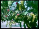 Větev s plody mangostany lahodné (Garcinia mangostana)