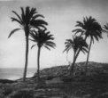 Pobřeží moře s palmami