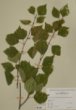 Betula pubescens Ehrh