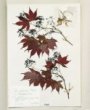 Acer palmatum Thunb. cv.´Atropurpureum´