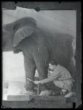 Muž při dokončení modelu slona