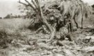 Lovec kmene Kumam nebo Teso s léčkou na zvěř u přístřešku z větví