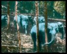 Stádo slonů v ohradě