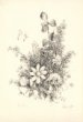 Grafický list - Polní kytice