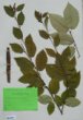 Betula alleghaniensis Britton var. fallax ?