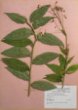 Zvonec liliolistý (Adenophora liliifolia)