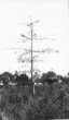 Mladý strom kapokovník
