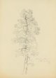 Studie stromu (borovice)