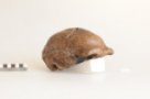 Homo erectus, Sinantropus III