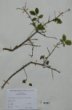 Lonicera xylosteum L